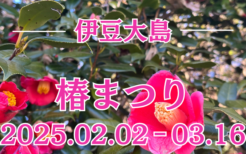 第70回 伊豆大島 椿まつりが始まりました